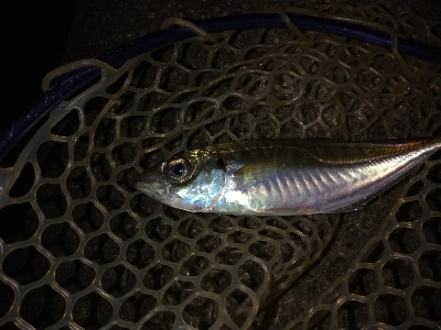 尺アジを求めて