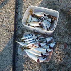 台風後のサビキ