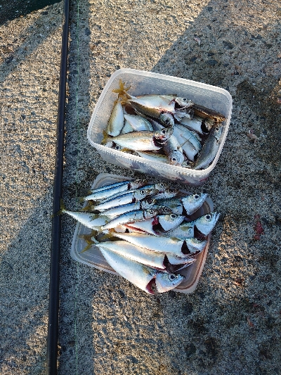 台風後のサビキ