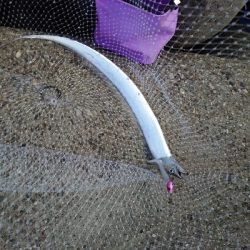 釣りがしやすい気温です