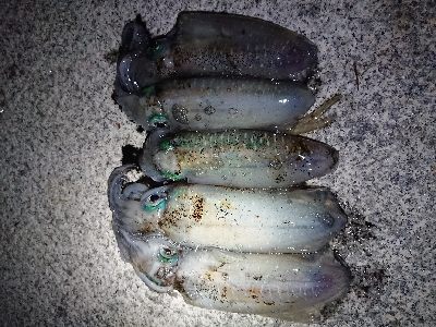 仕事終わりエギング