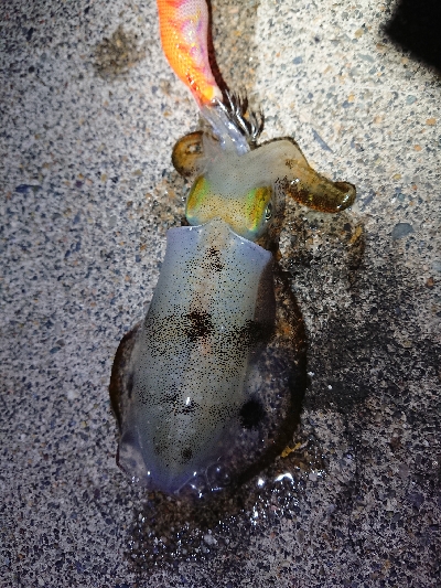 連休のエギング