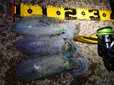 仕事終わりエギング