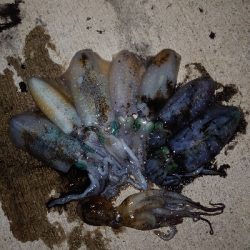 アジュールのアオリイカ、湧いてます