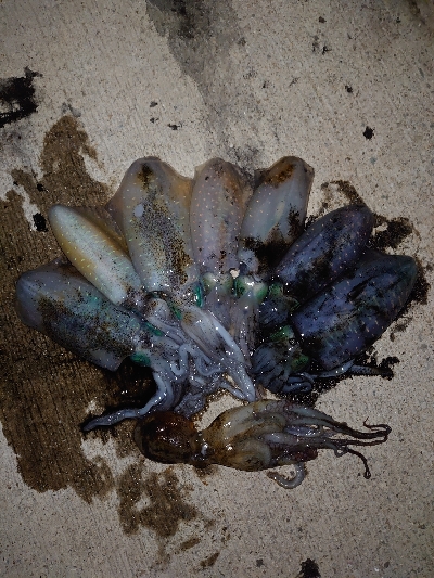 アジュールのアオリイカ、湧いてます