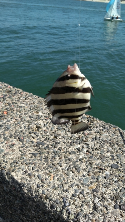 小潮で苦い釣果