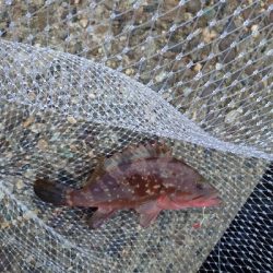 ジグに食ってきたのはアコウ