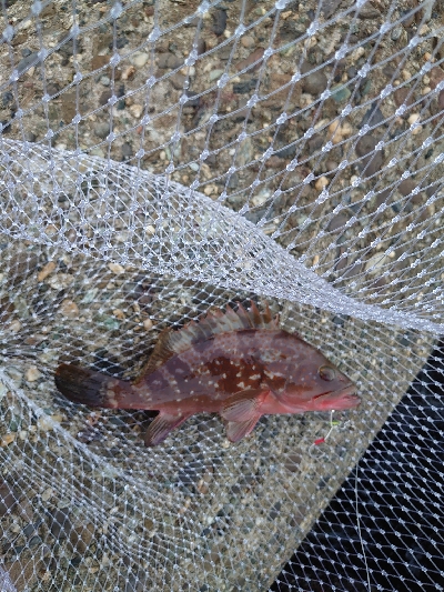 ジグに食ってきたのはアコウ