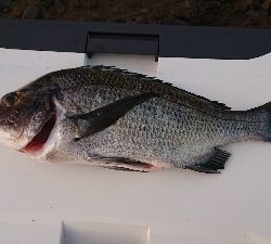 クロダイふぃーばー