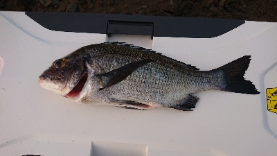 クロダイふぃーばー