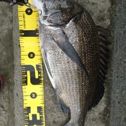 240cmのへち竿で。