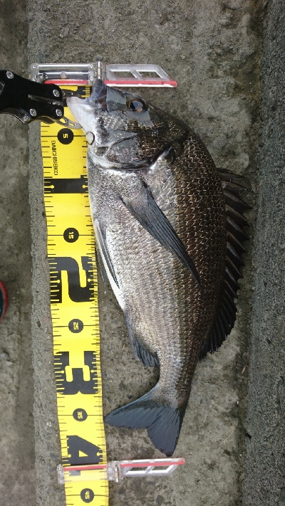 240cmのへち竿で。