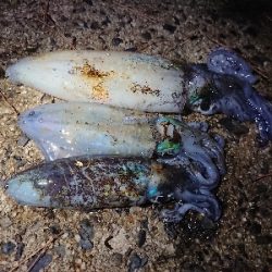 仕事終わりエギング