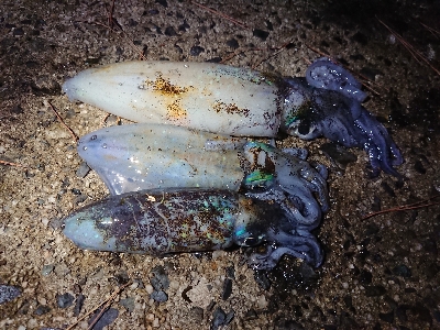 仕事終わりエギング