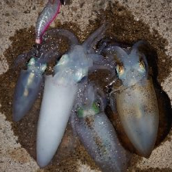 夜中から雨予報なので出動