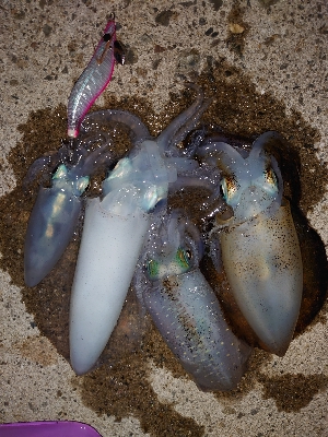 夜中から雨予報なので出動