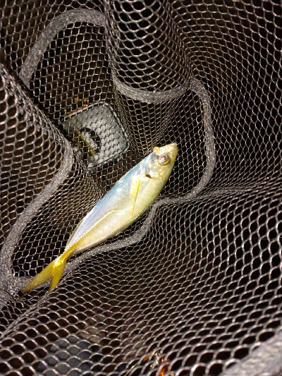 アジング秋シーズン