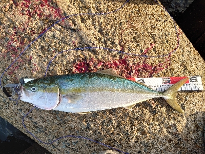 周りはシブい中メジロ！！