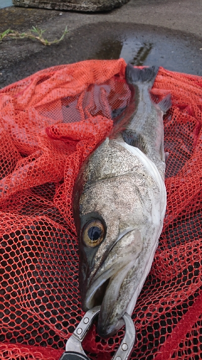 デイビッグベイトシーバス