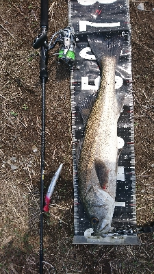 狙い通りのストリームデーモンフィッシュ