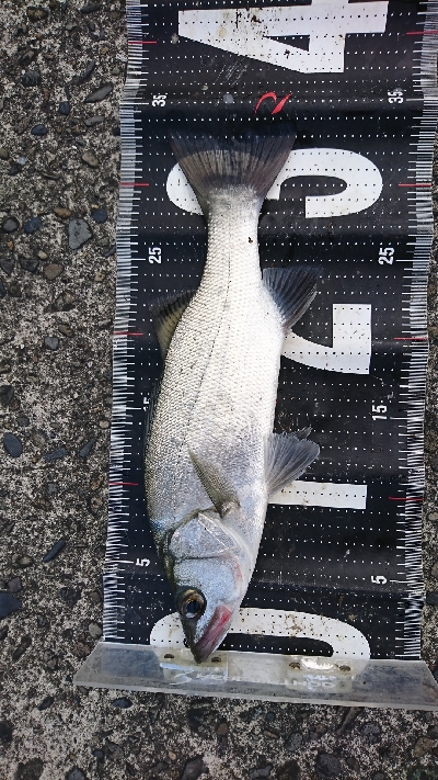 ヒラ爆ナブラ沸きまくり！