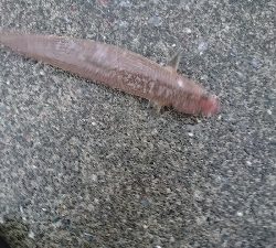 トップでネイゴ爆発