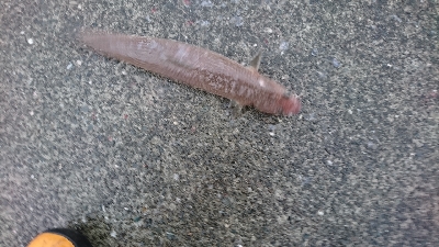 トップでネイゴ爆発