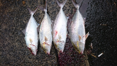 アメニモマケズネイゴトップ祭り