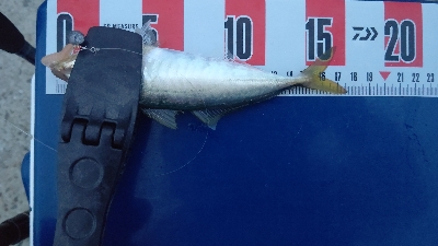 マルアジ乱舞、時々マアジ