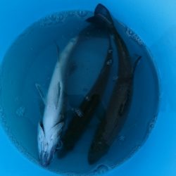 初秋のマゴチ祭り