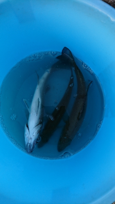 初秋のマゴチ祭り