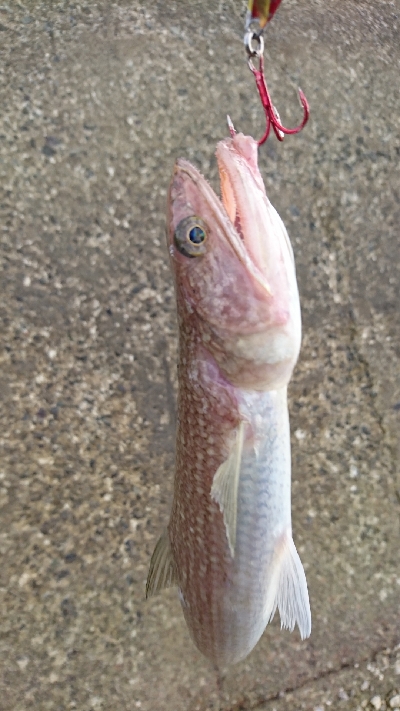 イワシの下には…