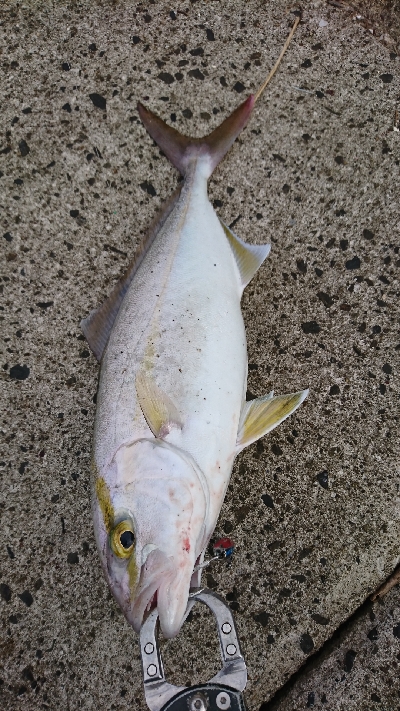 ネイゴより人の方が多いな！