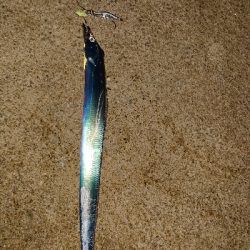 今シーズン 初！