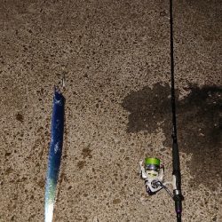 今日もタチウオ。