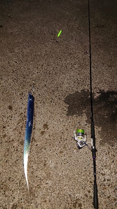 今日もタチウオ。