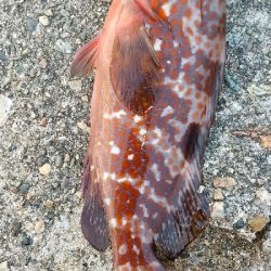 キジハタ、アオリイカ