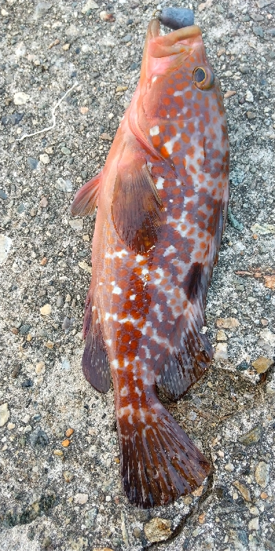 キジハタ、アオリイカ