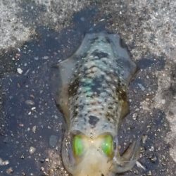 アオリイカ  蟹