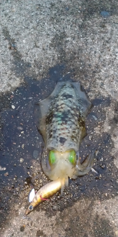 アオリイカ  蟹