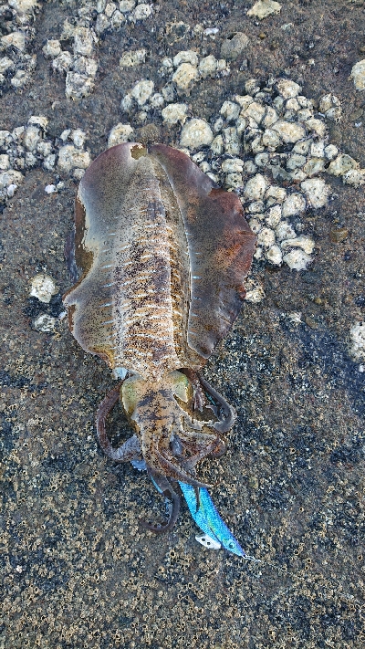 久しぶりの釣果❗