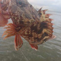 南港サバたまにガシ