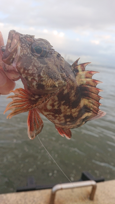 南港サバたまにガシ