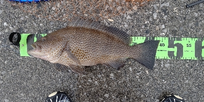 オオモンハタとカマス