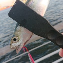 南港イワシング