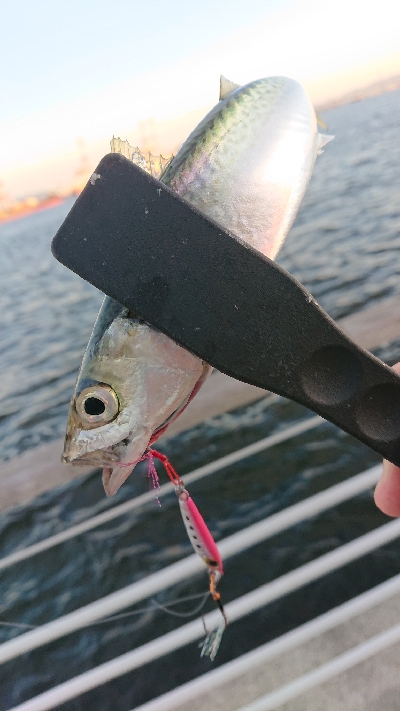 南港イワシング