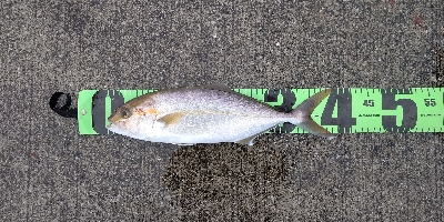 泳がせでネイゴ！