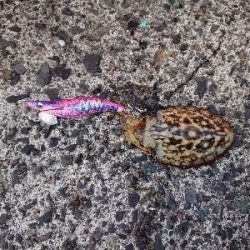 ちょこっとエギング!