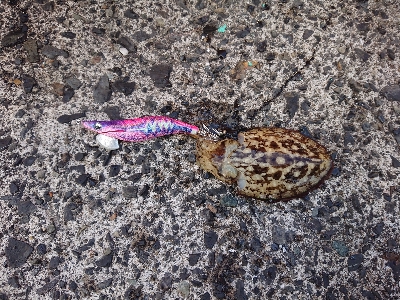 ちょこっとエギング！