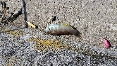 いろいろ釣れた